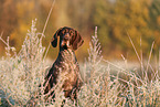 German shorthaired Pointer in autumn