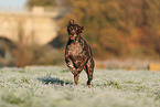 German shorthaired Pointer in autumn