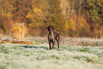 German shorthaired Pointer in autumn