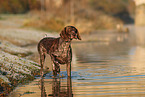 German shorthaired Pointer in autumn