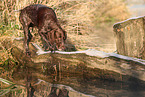 German shorthaired Pointer in autumn