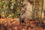 German shorthaired Pointer in autumn