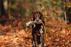 German shorthaired Pointer in autumn