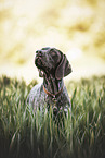 German shorthaired Pointer