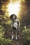 German shorthaired Pointer