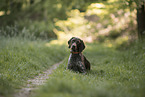 German shorthaired Pointer