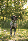 German shorthaired Pointer