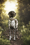 German shorthaired Pointer