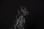 German shorthaired Pointer Portrait