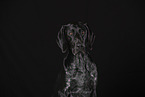 German shorthaired Pointer Portrait
