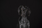 German shorthaired Pointer Portrait