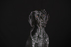 German shorthaired Pointer Portrait
