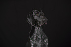 German shorthaired Pointer Portrait