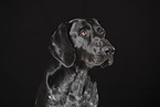 German shorthaired Pointer Portrait