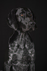 German shorthaired Pointer Portrait