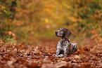 German shorthaired Pointer