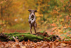 German shorthaired Pointer