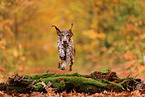 German shorthaired Pointer