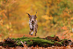 German shorthaired Pointer