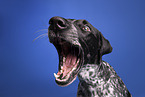 German shorthaired Pointer