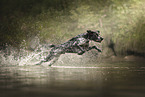 German shorthaired Pointer