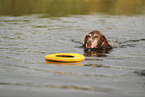 German Shorthaired Pointer