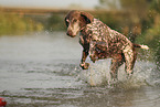 German Shorthaired Pointer
