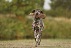 German Shorthaired Pointer