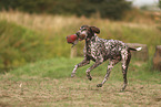 German Shorthaired Pointer