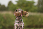 German Shorthaired Pointer