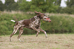 German Shorthaired Pointer