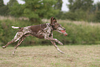 German Shorthaired Pointer