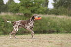 German Shorthaired Pointer