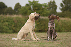German Shorthaired Pointer
