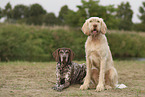 German Shorthaired Pointer