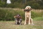 German Shorthaired Pointer