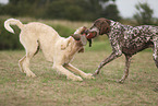 German Shorthaired Pointer