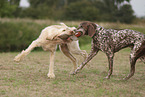 German Shorthaired Pointer