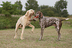 German Shorthaired Pointer