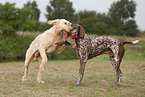 German Shorthaired Pointer