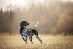 German Shorthaired Pointer