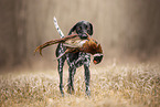 German Shorthaired Pointer