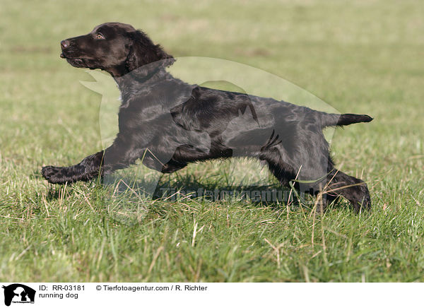 rennender Deutscher Wachtelhund / running dog / RR-03181