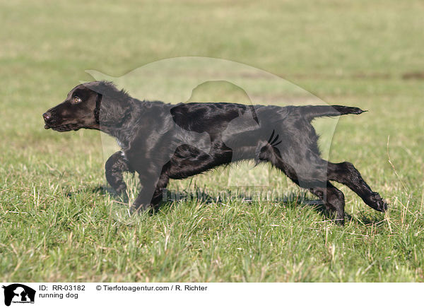 rennender Deutscher Wachtelhund / running dog / RR-03182