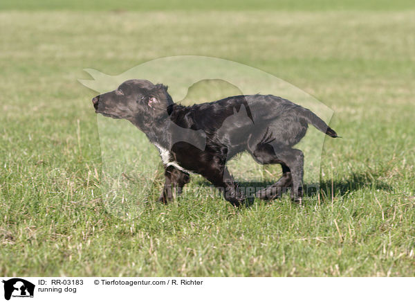 rennender Deutscher Wachtelhund / running dog / RR-03183