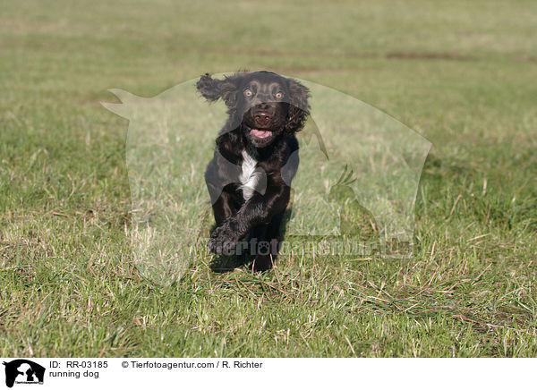 rennender Deutscher Wachtelhund / running dog / RR-03185