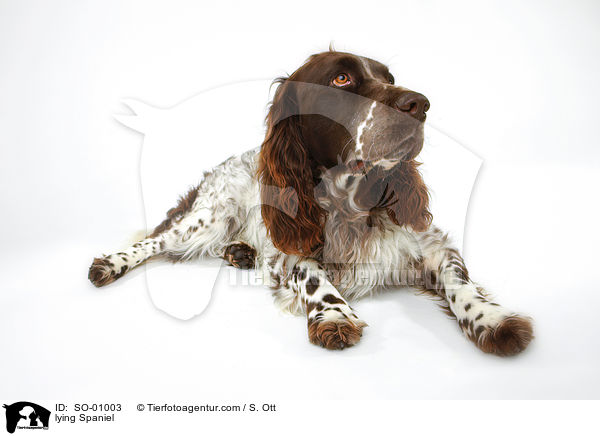 liegender Deutscher Wachtelhund / lying Spaniel / SO-01003