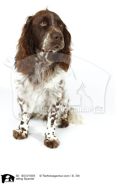 sitzender Deutscher Wachtelhund / sittng Spaniel / SO-01005