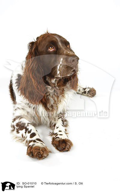 liegender Deutscher Wachtelhund / lying Spaniel / SO-01010