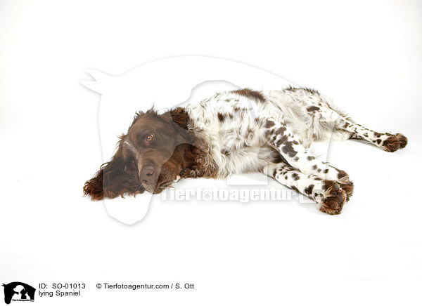 liegender Deutscher Wachtelhund / lying Spaniel / SO-01013